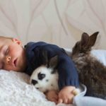 Animal de Estimação