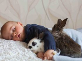 Animal de Estimação